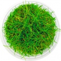 Eco Plant - Eleocharis Acicularis Mini - InVitro small cup